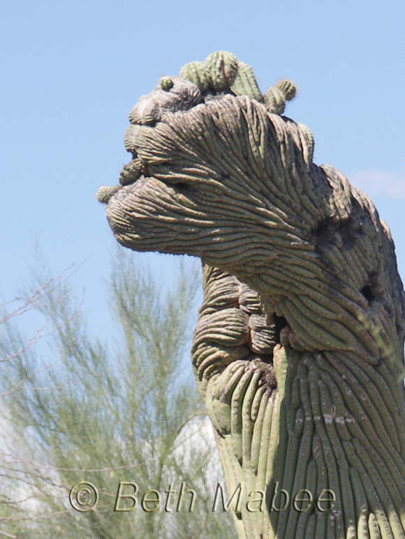 Witchy Cactus